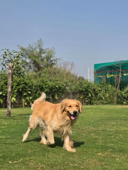 A Golden Retriever enjoying a happy trot across the sunny lawn. This is the picture of a carefree vacation for your pet.