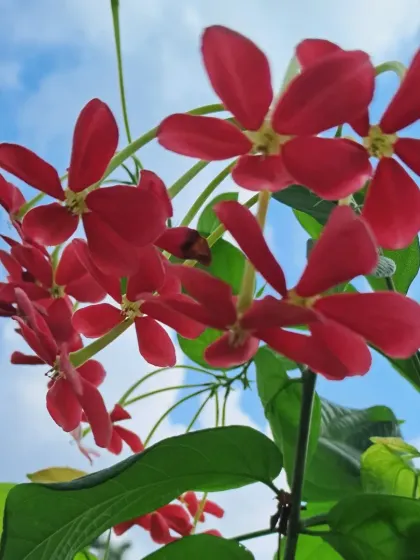This is the Madhumalti flower, also known as the Rangoon Creeper. It has a wonderful fragrance and changes color as it ages.