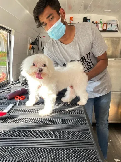 This lovely Maltese is all smiles after his grooming session with our groomer Surya. We love making your pets look and feel fantastic.