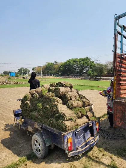 Our team loading a small vehicle with turf, ready for transport. We cater to orders of all sizes.