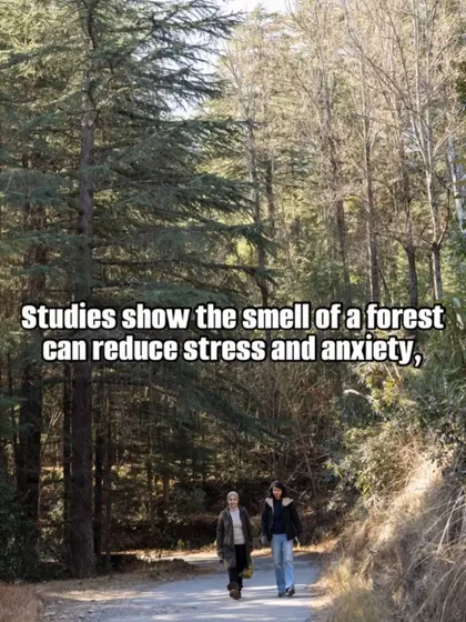 A simple reminder of nature's power. Studies show the smell of a forest can reduce stress, a principle we embrace through our guided nature walks and forest therapy.