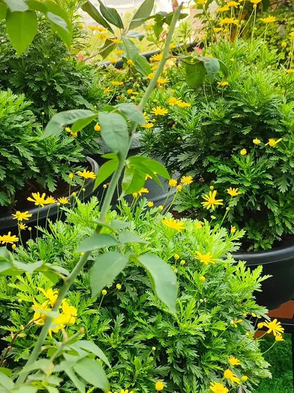 A close-up of the bright yellow flowering shrubs, showing their dense, mounded growth habit which is ideal for pots.