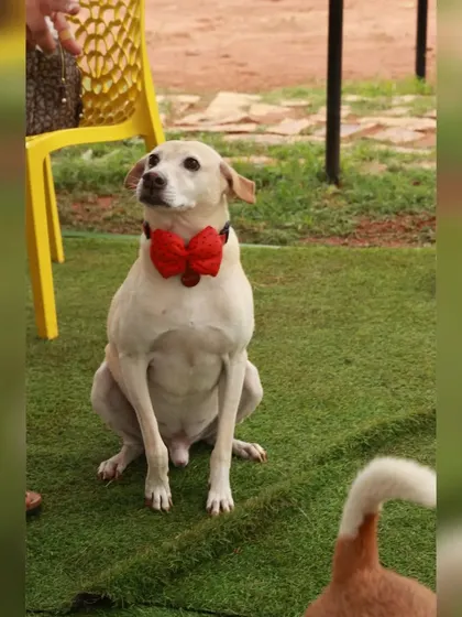 This dapper guest came dressed in his finest red bow tie for Sparkle's birthday party. Everyone is welcome to join in the fun.