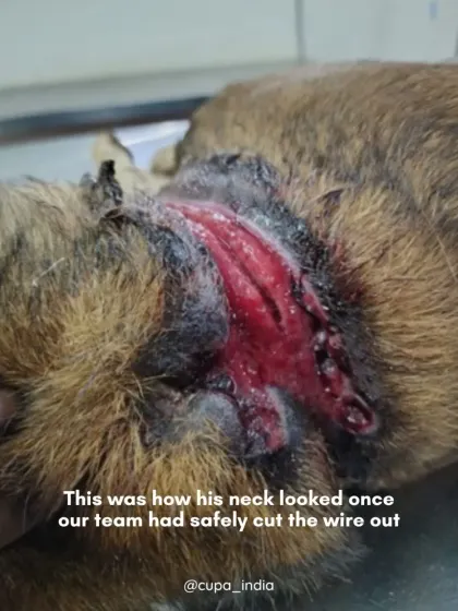 This graphic image shows the severe wound on the dog's neck after the wire was carefully removed. Such evidence is critical for building a successful animal cruelty case.