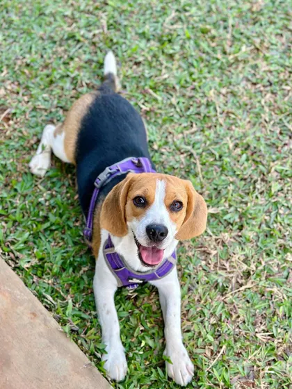 This cheerful beagle is ready for his close-up, relaxing in the grass.