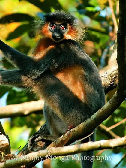 In the lowland jungles of Northeast India, the evening sun casts a magical glow on this Capped Langur. Its jewel-like, glowing eyes seem to speak of the magic and mystery of its arboreal world.