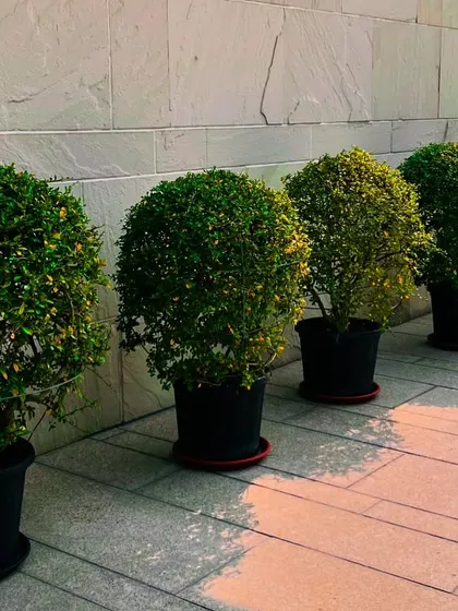 The warm sunlight highlights the form of these potted topiary plants. Their placement adds a sense of rhythm and order to the outdoor space.