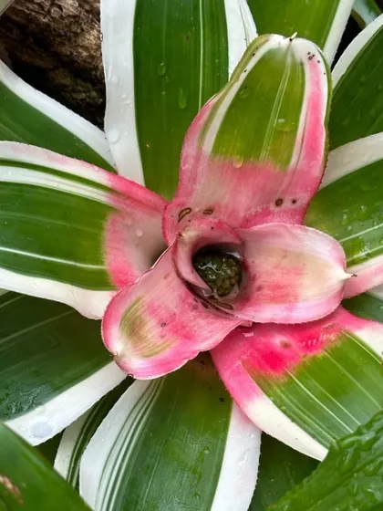 Another beautiful Neoregelia variety, this one with striking white and green variegated leaves and a bright pink center. A true showstopper for any collection.