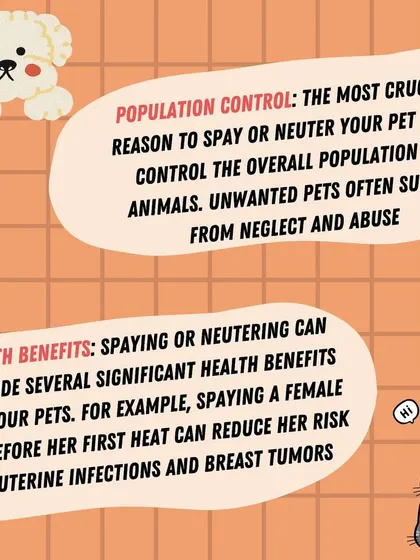 Spaying or neutering your pet is crucial for population control and has significant health benefits, like reducing the risk of certain cancers and infections.