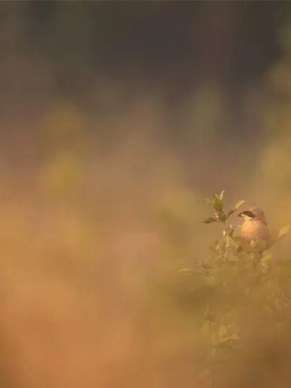 A bird peeks out from a dense bush, its form blurred by the surrounding foliage. This image captures the challenge and reward of finding wildlife in the urban jungle.