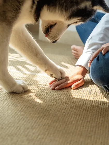A close-up of Luis the Husky's paw on his owner's hand. This simple, beautiful shot was taken in a sunbeam, adding to the warmth and intimacy of the moment.