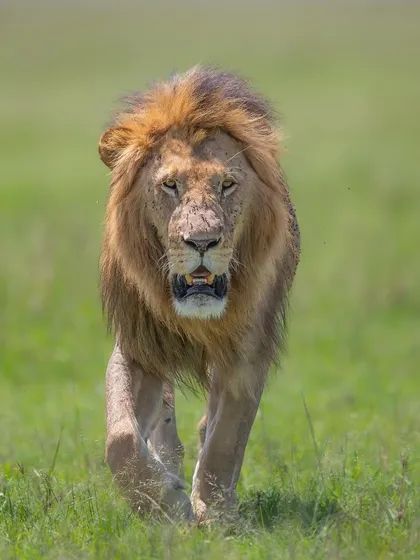 Even in harsh midday light, the sheer presence of a male lion is awesome. This image captures his powerful stride and confident gaze as he patrols his territory.