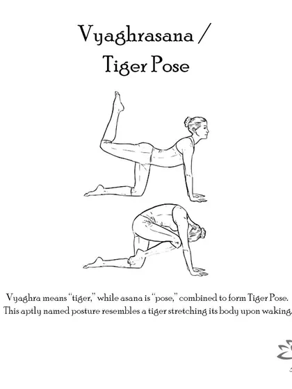 Vyaghrasana (The Tiger Pose) loosens the back and leg muscles, stretches the abdomen, and helps with weight reduction in the hips and thighs.