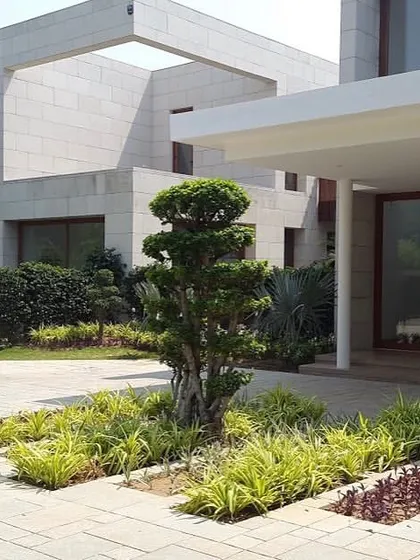 A complete landscaping project I designed for a modern home. It features a sculpted topiary tree as a centerpiece, surrounded by low-maintenance ground cover plants like Spider Plants, creating a clean and serene entrance.