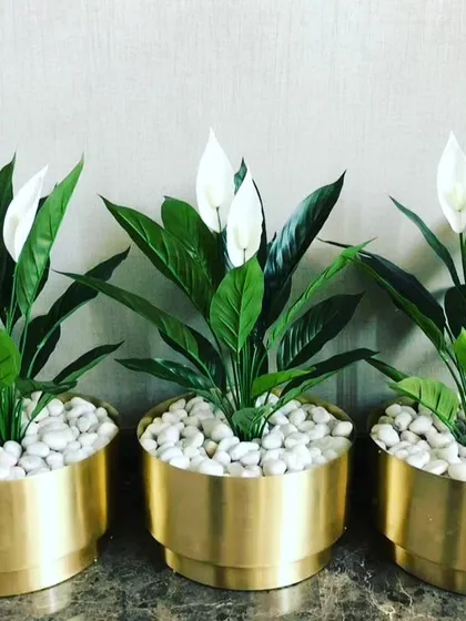 My focus is on realistic artificial plants. These artificial peace lilies are set in modern brass pots with white pebbles, making them look just like the real thing. They are perfect for adding a touch of sophisticated greenery to office desks, hotel lobbies, or home interiors.