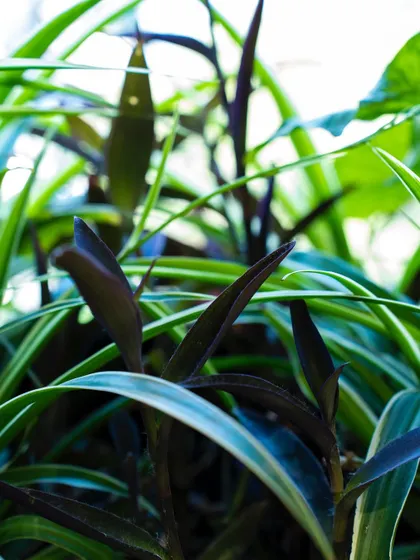 A macro shot showing the delicate, dark leaves of a Purple Heart plant, weaving through the lighter green Spider Plant foliage. It's all in the details.