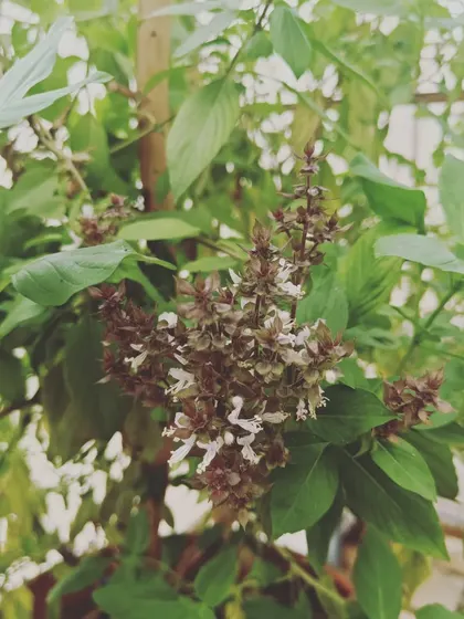 Thai basil in flower. We grow several varieties of basil, each with its own unique flavor profile, to cater to different culinary needs.