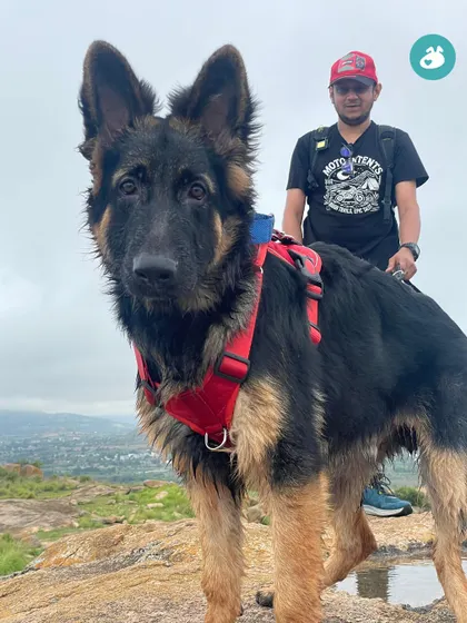 A majestic German Shepherd posing on the trail. Our hikes are open to dogs of all breeds who are ready for an adventure and a little bit of mud.