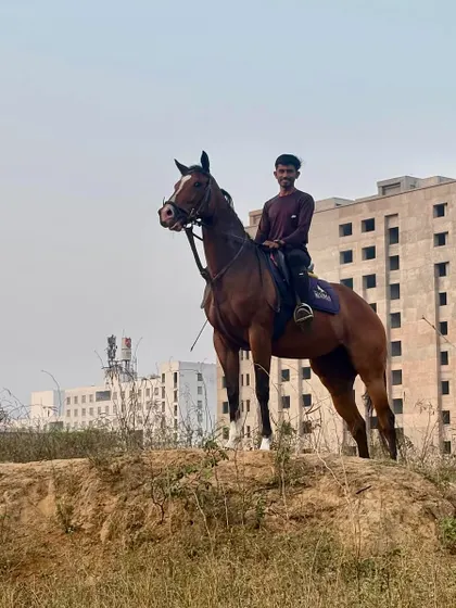 A rider takes in the view from one of our scenic trails. Beyond the arena, we offer rides through natural landscapes, providing a different kind of equestrian experience.
