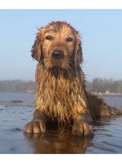 A stunning close-up of Jhilmil, the Golden Retriever, resting in the water with her wet fur glistening in the sun. Her direct gaze into the camera reveals a calm and soulful personality.