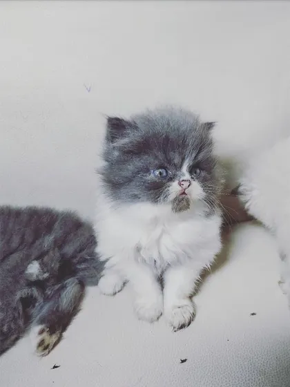 A portrait of pure fluff. This tiny grey and white Persian kitten shows off the classic flat face and big eyes that the breed is famous for. They are just as soft and cuddly as they look.