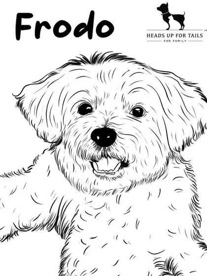 A detailed black and white line art portrait of a dog named Frodo. This style focuses on the expression and texture of the fur.