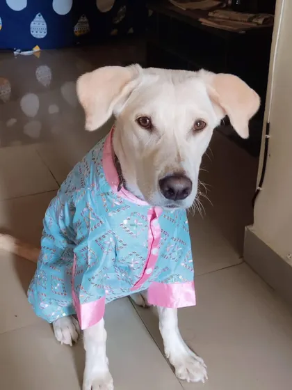 Chiko (formerly Lucky) dressed up for a celebration in his new home. He is thriving.