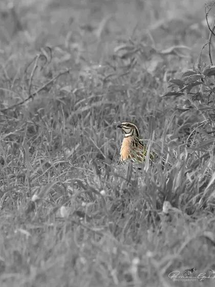 A creative edit of the Rain Quail, with the bird in color and the background in black and white.