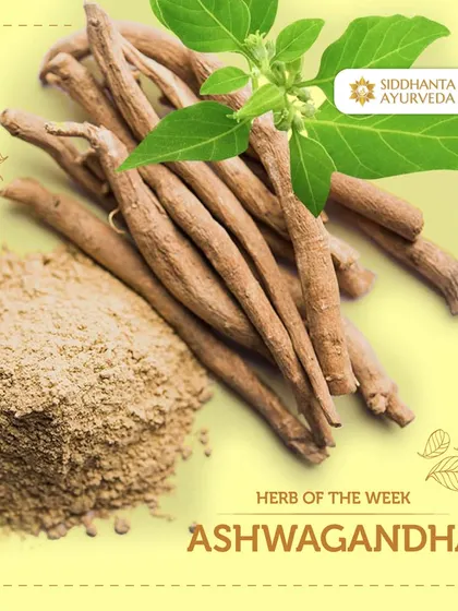 This week's featured herb is Ashwagandha, the "King of Ayurvedic Herbs." It is a powerful adaptogen that I use to help the body combat stress, boost energy, and promote overall vitality.