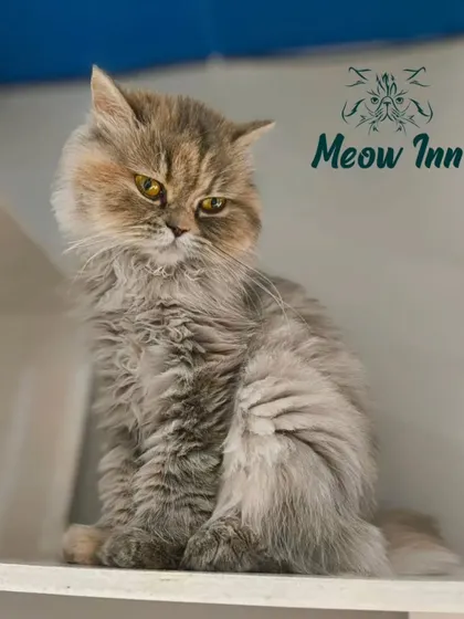 This Persian cat has a wonderfully grumpy expression but is completely relaxed. I embrace every unique personality and mood that comes through our doors.