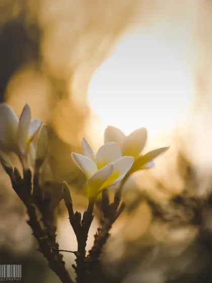White plumeria flowers against a golden sunset bokeh. I love playing with light to create dreamy and atmospheric nature shots like this.