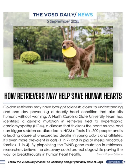 A genetic mutation identified in Golden Retrievers linked to a deadly heart condition may help scientists understand and prevent the same condition in humans. This discovery highlights the unique connection between canine and human health.
