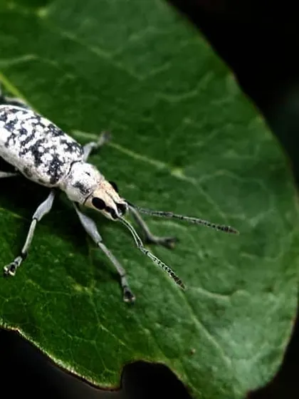 A detailed macro shot of a white and black patterned weevil on a vibrant green leaf. This image reveals the intricate patterns and textures of the insect world that are often missed by the naked eye.