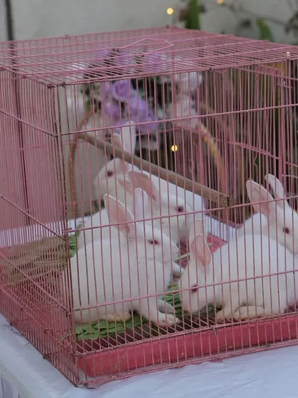 For an extra special touch at the bunny-themed party, I arranged for a pen of real, fluffy bunnies for the children to see and gently interact with.