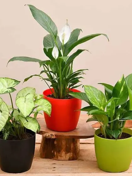 A classic trio of air-purifying plants: a Peace Lily, an Arrowhead Plant, and a Pothos. This combination is not only beautiful but also works to improve the health of an indoor environment.