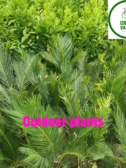 A collection of Cycas plants in the nursery.