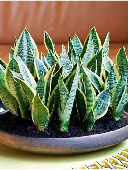 A stunning centerpiece created with multiple Snake Plants. This is a great example of how to group plants for a fuller, more dramatic effect. They are also excellent air purifiers.