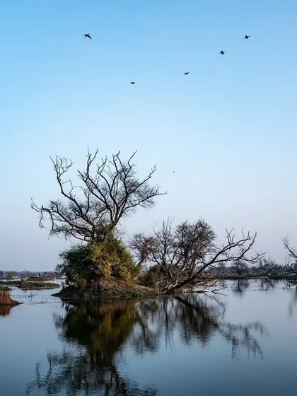 A wide landscape of the Bharatpur wetlands under a clear blue sky. The scattered islands of trees create interesting focal points in the vast expanse of water.