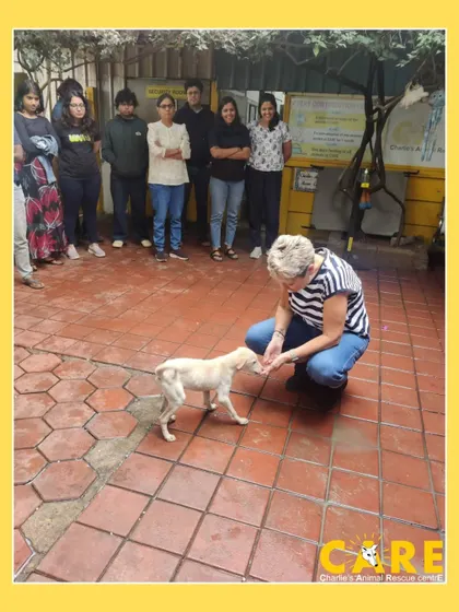 Expert in action. Kirsten Dillon demonstrates a gentle approach with a shelter pup as workshop attendees look on. These hands-on learning experiences provide invaluable skills for anyone involved in animal rescue and rehabilitation.