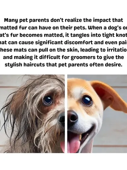 The difference is clear. Matted fur can be painful and unhealthy for your pet, but regular grooming keeps their coat smooth, clean, and comfortable, allowing for a happy and healthy life.
