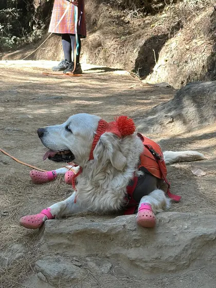 My dogs geared up for a cold day's hike. The hats and booties are not just cute, they provide essential warmth and paw protection.