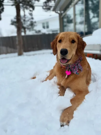 Bailey is the happiest girl and a recent bootcamp graduate. She needed help containing her excitement in certain situations, and now she has a great foundation of all the basics to build on.