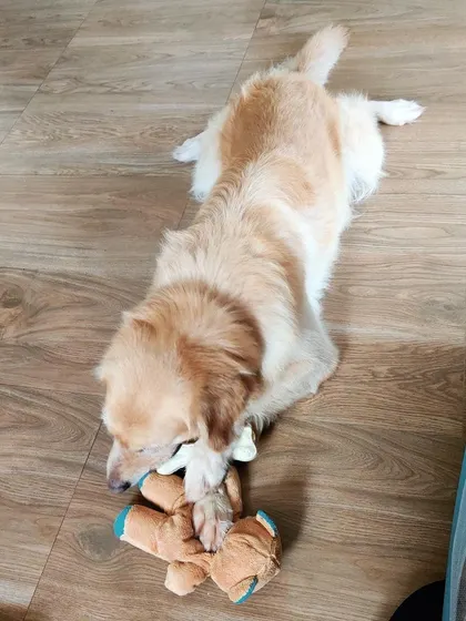 This Golden Retriever is having a great time with a teddy bear. We ensure there are plenty of soft toys for dogs who love to chew and cuddle.