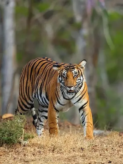 A duplicate of image 84, capturing her focused stare as she moves through her territory.