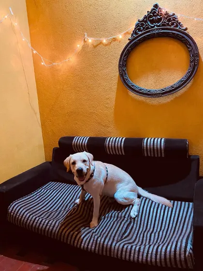 We call this "FUR-niture" for a reason. This happy Labrador has claimed his spot, and we wouldn't have it any other way. Our home is designed for your dog's comfort.