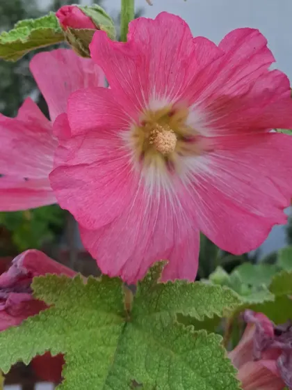 A close-up of a pink Hollyhock flower.