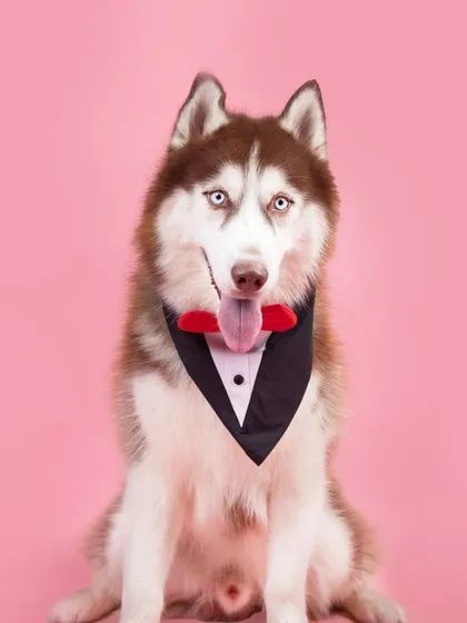 Dressed to impress in a tuxedo bandana against a lovely pink background, Walt the husky looks like he's ready for a fancy night out.