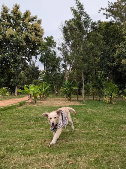 Another action shot of Buddy running with pure happiness. After recovering from tick fever and skin issues, his energy and zest for life are back in full force.