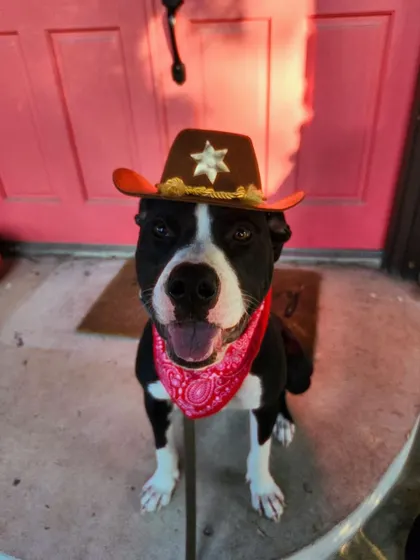This is Bart, one of our amazing rescue graduates, ready for his forever home. We work closely with rescues to help dogs with behavioral issues like resource guarding become manageable and ready for a family. Plus, how can you resist this cowboy?