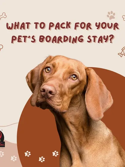 Wondering what to pack for your pet's boarding stay? We've created a handy checklist to ensure they have everything they need for a comfortable and safe visit.
